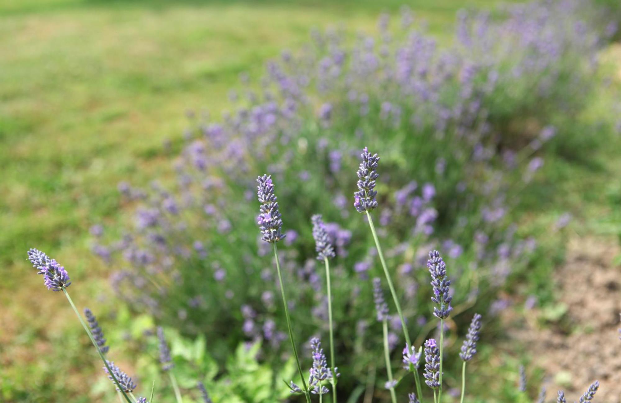 Berthenay Une Maison, Un Jardin מראה חיצוני תמונה